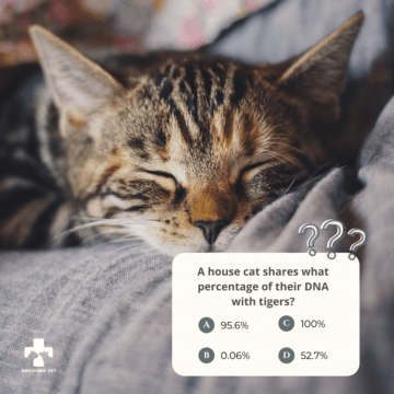 veterinary social media posts