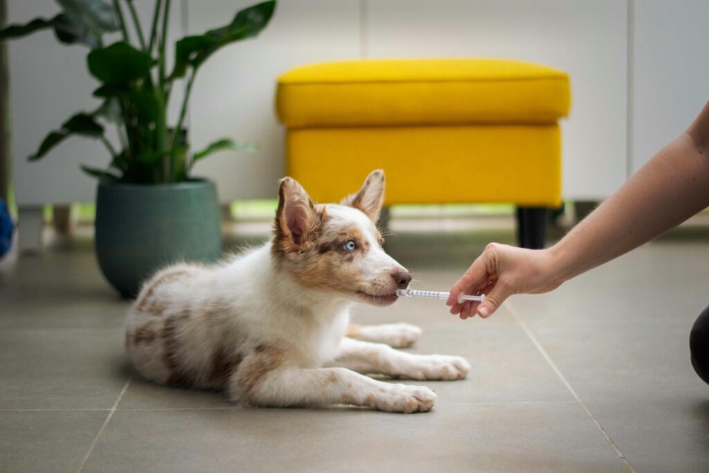 veterinary marketing ideas