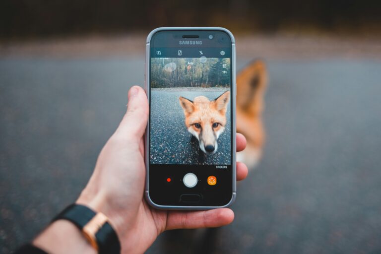 veterinary social media resources
