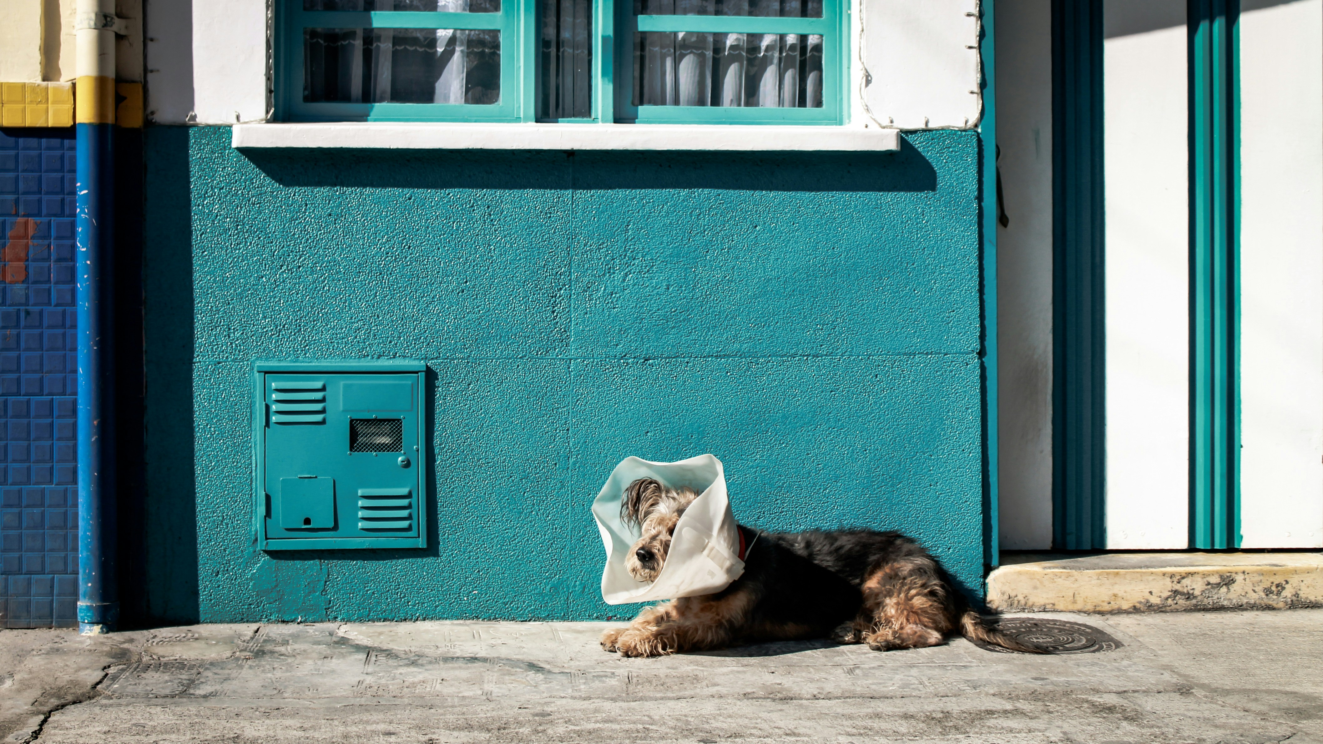 reputation management for veterinarian