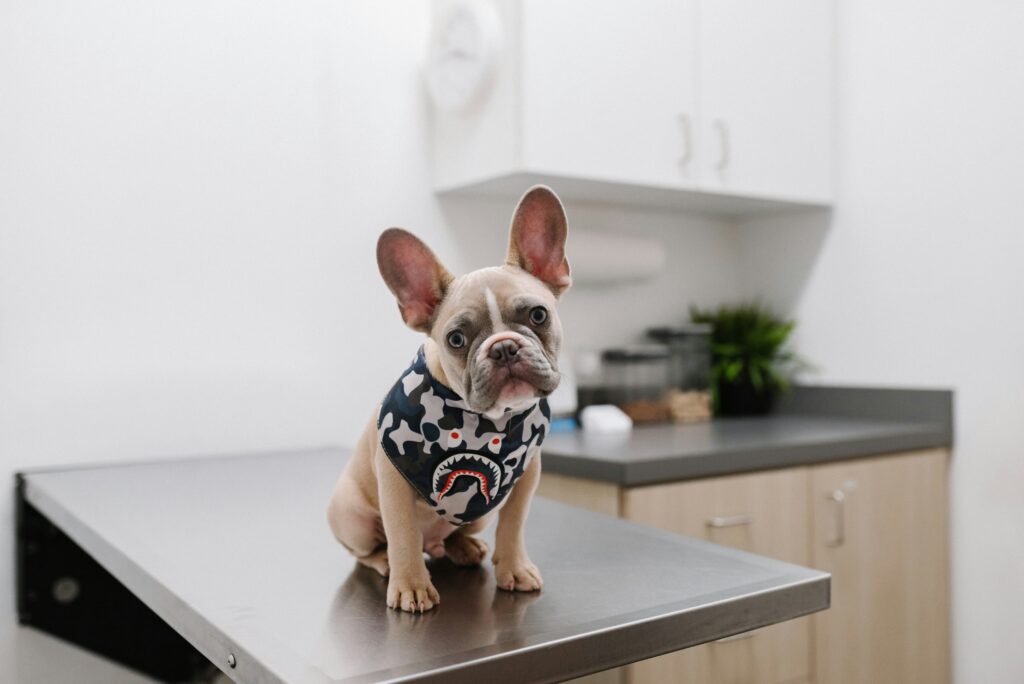 veterinary marketing plan