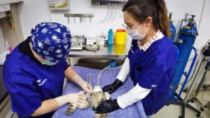 seo for veterinary surgeons