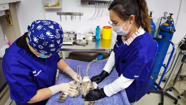 seo for veterinary surgeons